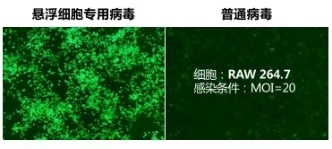 如何提升血液肿瘤细胞感染效率？