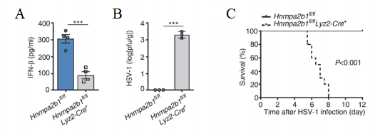 Science重磅| 南模生物助力曹雪涛团队发现核内DNA感受器