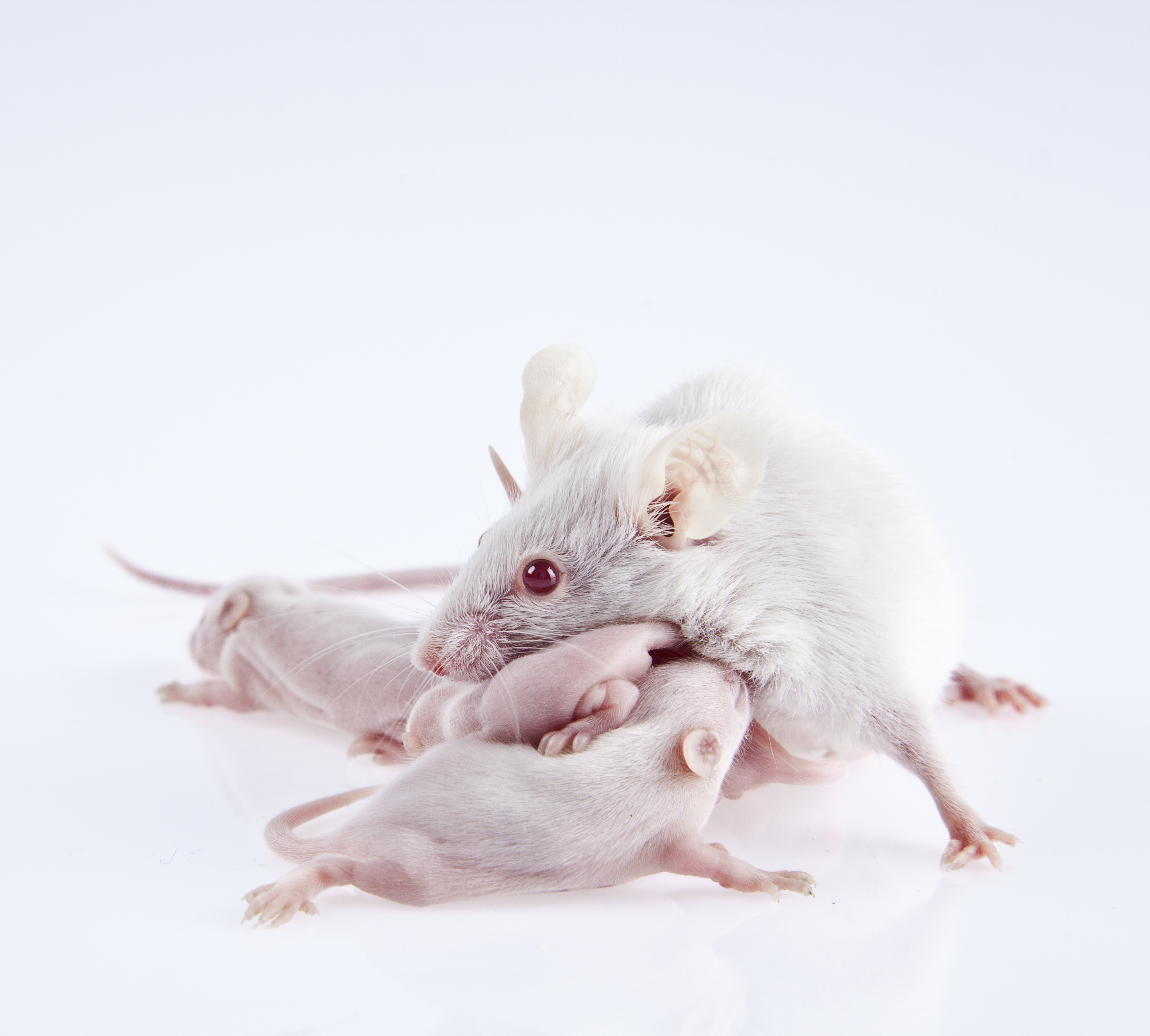 全身性基因敲除小鼠定制 + ModelBooster 快速繁育