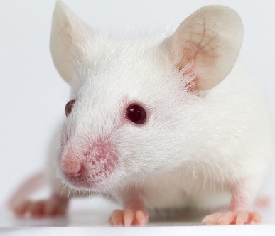 重度免疫缺陷小鼠