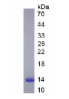 α-乳清蛋白(aLA)天然蛋白