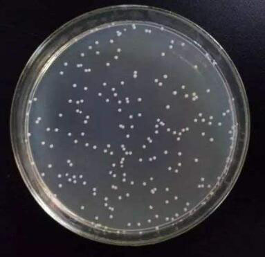 EHA105 感受态细胞(化转)/ EHA105 chemically Agrobacterium Express Competent Cells