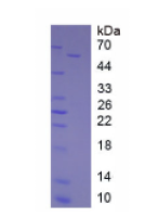 过氧化氢酶(CAT)天然蛋白