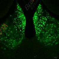 神经示踪逆向标记病毒RV-N2C(G)-△G-EGFP