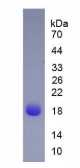β-乳球蛋白(bLg)天然蛋白