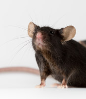 全身性基因敲除小鼠定制