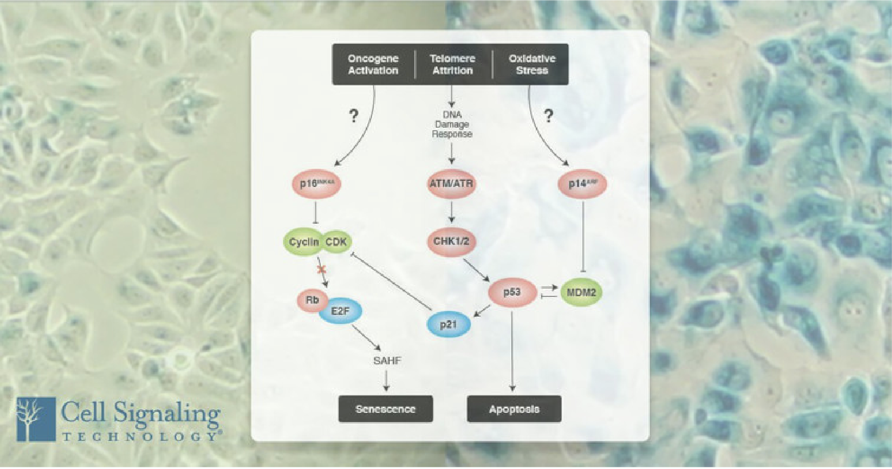 细胞衰老标志物知多少？