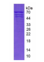 纤维蛋白原(FG)天然蛋白