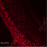 神经示踪逆向标记病毒RV-N2C(G)-△G-dsRed