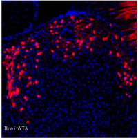 神经示踪逆向跨单突触病毒RV-EnVA-△G-dsRed