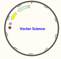 Super PiggyBac Transposase  (PB200PA- 1)/ Super PiggyBac Transposase  (PB200PA- 1)质粒/ Super PiggyBac Transposase  (PB200PA- 1) Plasmid
