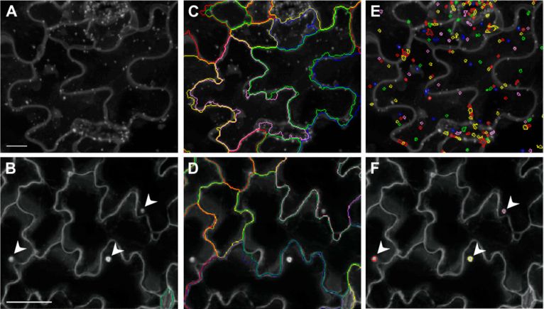 高内涵在模式生物中的应用（二）