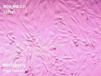 ATCC HTB-26人乳腺癌细胞