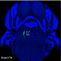 神经元逆向跨多标记
