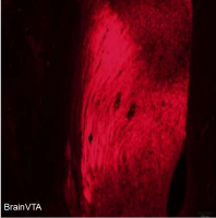 光遗传(光抑制)rAAV-hSyn-eNpHR3.0-mCherry