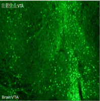 化学遗传抑制 rAAV-hSyn-hM4D(Gi)-EGFP