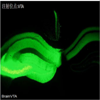  光遗传（抑制Cre依赖）rAAV-EF1a-DIO-Arch-EGFP