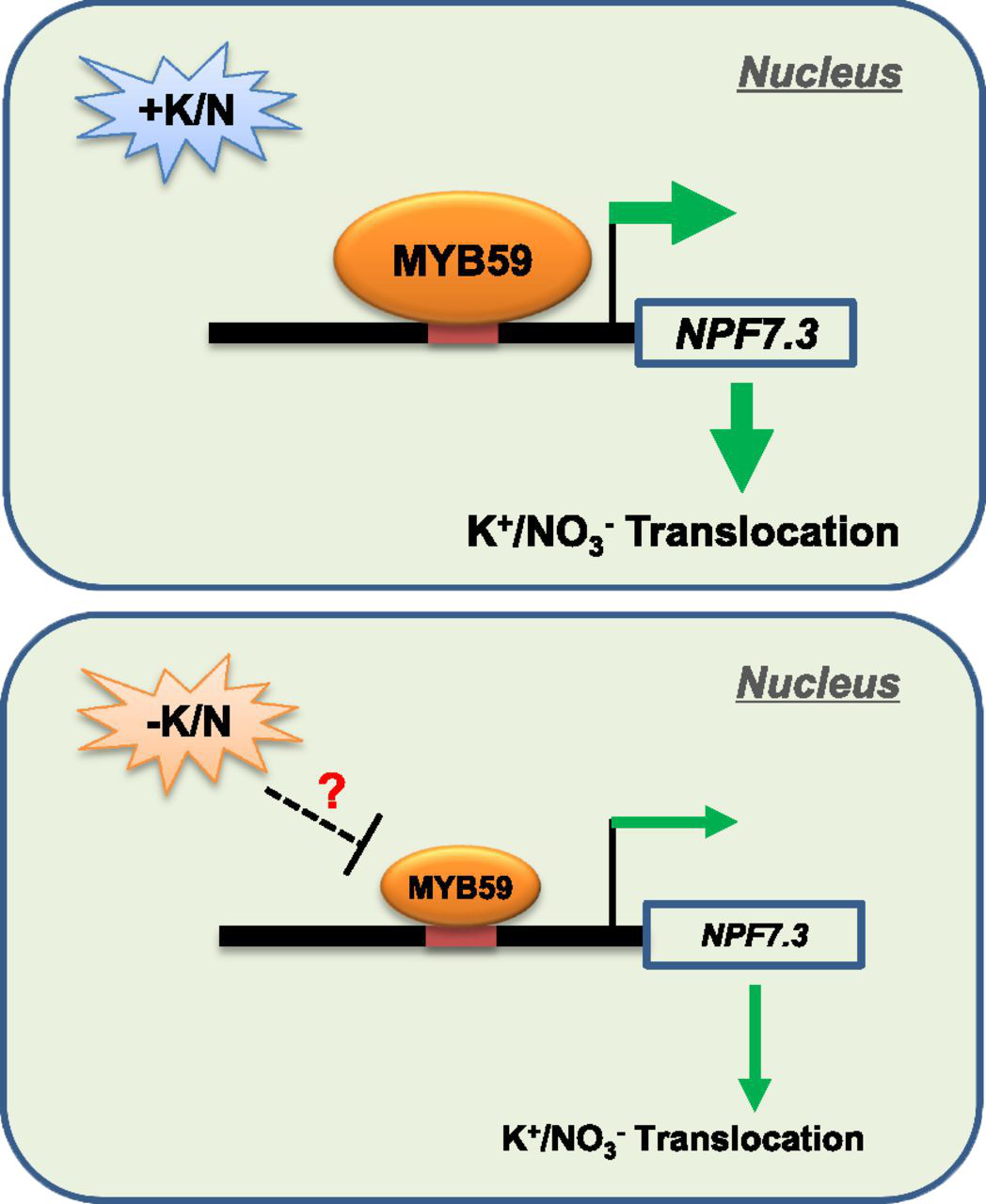 逆境之战：调控钾/氮协同转运分子机制被发现