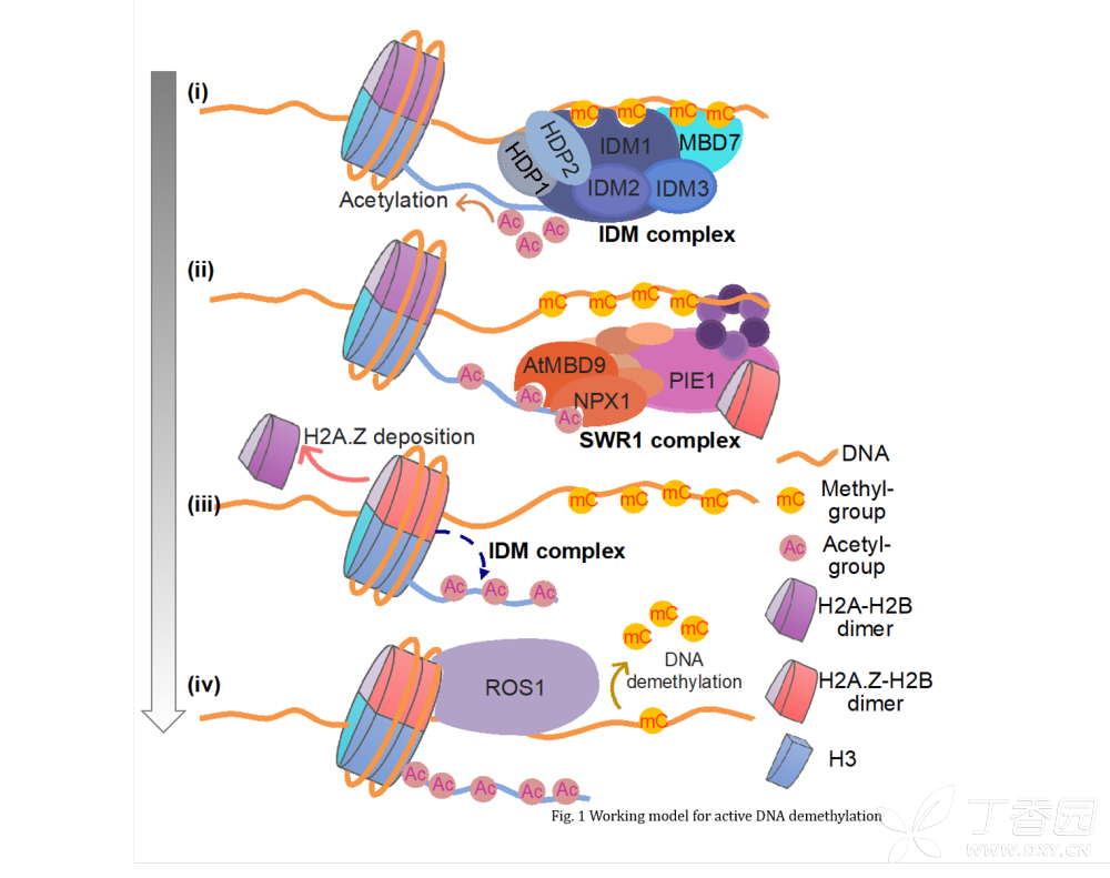 切换新版 >> 不再显示 × pnas histone acetylation recruits the