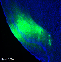 神经元顺向跨多标记