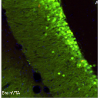 化学遗传激活 rAAV-CaMKIIα-hM3D(Gq)-EGFP