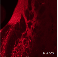 化学遗传抑制rAAV-hSyn-fDIO-hM4D(Gi)-mCherry