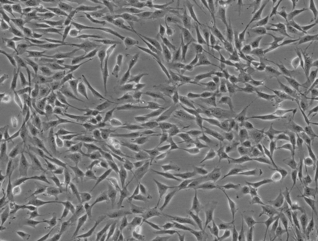 大鼠晶状体上皮细胞 RLEpiC
