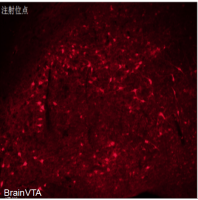 化学遗传激活rAAV-hSyn-DIO-hM3D(Gq)-mCherry