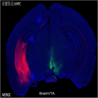 光遗传（光激活）rAAV-hSyn-hChR2(H134R)-mCherry