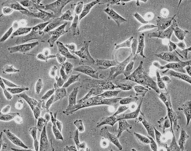 小鼠腹脊髓神经元细胞MN-vsc