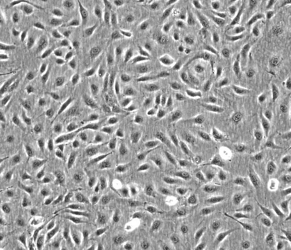大鼠颗粒细胞 RCGC