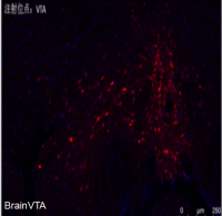 化学遗传抑制rAAV-hSyn-DIO-hM4D(Gi)-mCherry