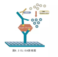  41003 核酸染料GelRed（替代EB）