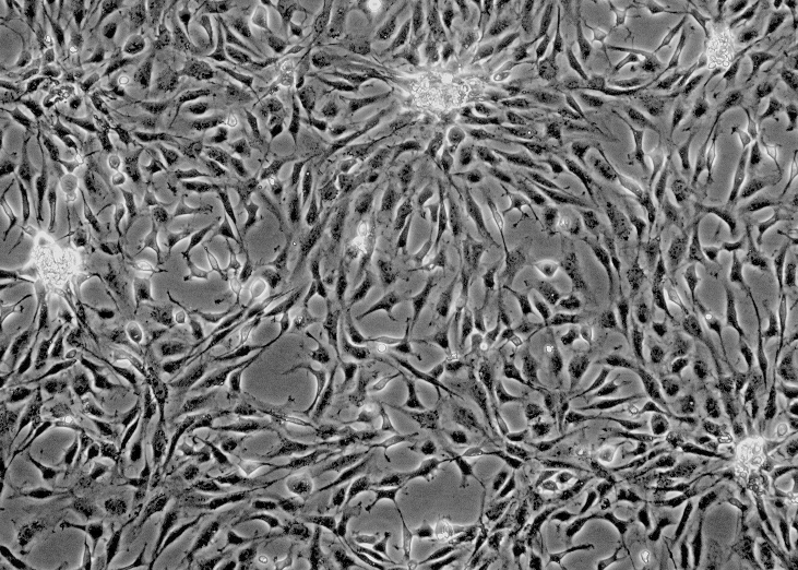 大鼠脑微血管内皮细胞 RBMEC