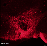 光遗传（光抑制）rAAV-CaMKIIα-eNpHR3.0-mCherry