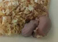 动物整体实验服务