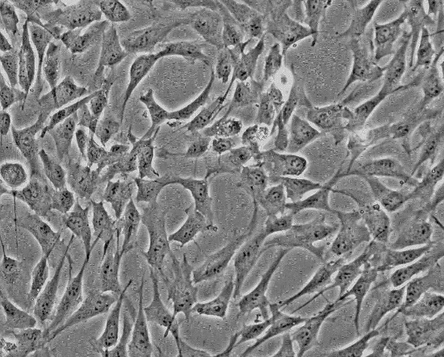 小鼠皮质神经元细胞MN-c