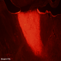光遗传光激活 AAV病毒 rAAV-CaMKIIα-hChR2(H134R)-mCherry