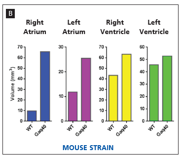 Micro-CT 用于心脏功能评估，为医疗技术进步助力