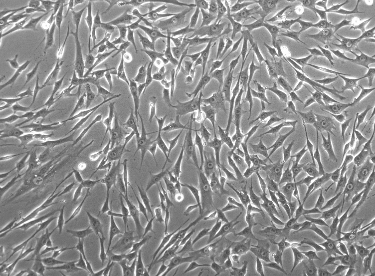 小鼠淋巴成纤维细胞 MLF