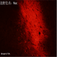 光遗传/光激活/Cre依赖 AAV病毒 rAAV-EF1α-DIO-hChR2(H134R