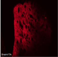 Cre依赖的化学遗传激活  rAAV-EF1α-DIO-hM3D(Gq)-mCherry
