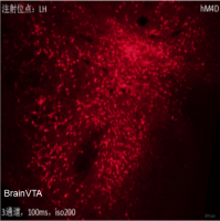 化学遗传抑制 rAAV-EF1α-DIO-hM4D(Gi)-mCherry-WPREs