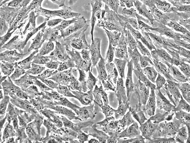 小鼠肝脏巨噬细胞 MHMa