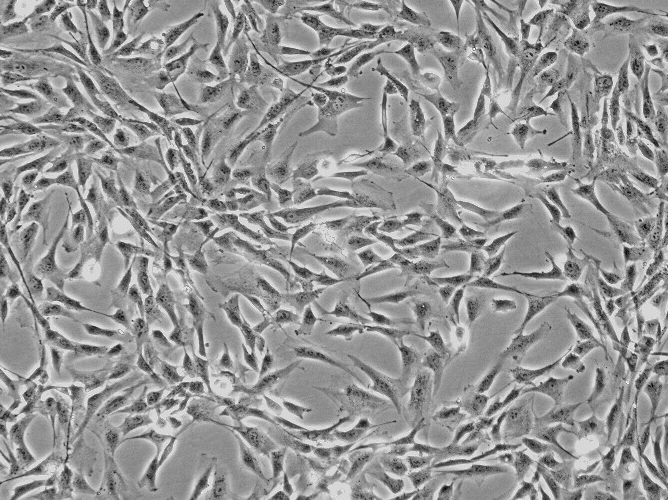 小鼠巨噬细胞，Ana-1