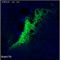 光遗传（抑制 Cre依赖）rAAV-CAG-DIO-Arch-EYFP