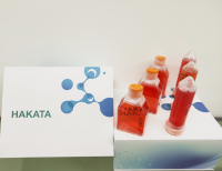 KB 人口腔表皮样癌细胞