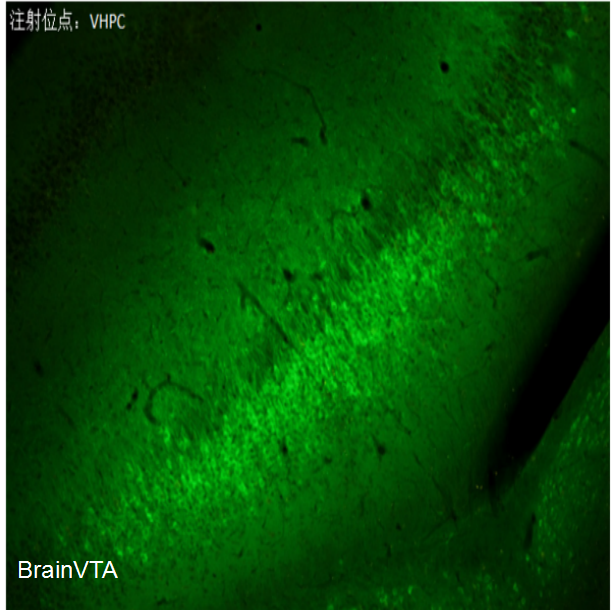 轴突钙成像/高频/Cre依赖 AAV病毒rAAV-EF1α-DIO-axon-GCaMP6f
