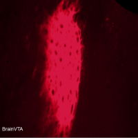 Cre依赖的化学遗传抑制 AAV病毒 rAAV-EF1α-DIO-hM4D(Gi)-mCherry
