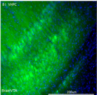 低频钙成像/Cre依赖AAV病毒 rAAV-EF1α-DIO-GCaMP6s